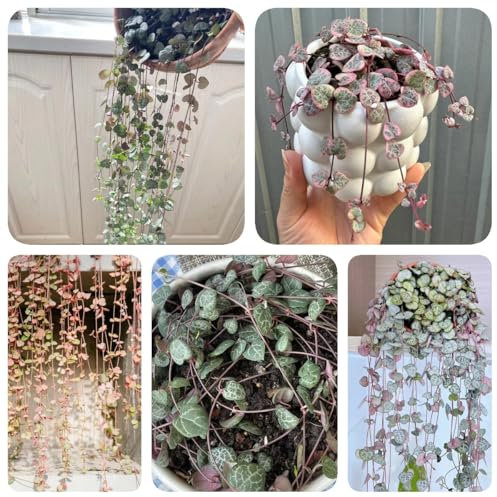 100 pcs Leuchterblume Pflanze Samen, winterharte pflanzen für den garten Leuchterblume Samen, balkon deko blumendeko deko pflanze danke geschenk dekopflanzen herbstpflanzen winterhart