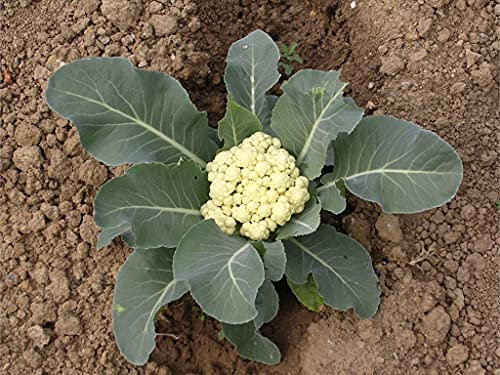 Lot de 250 Graines de Chou-Fleur Merveille de toutes Saisons - Variété Traditionnelle - Très facile à cultiver pour débutant - Garantie Germination - Semences Reproductibles