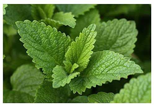 Sachet de graines de Mélisse de Moldavie (Dracocephalum Moldavica)- Les Graines Bocquet