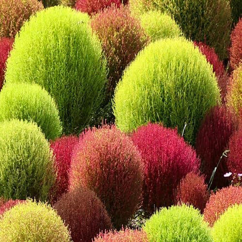 300 Graines de Kochie à Balai dit Cyprès d'été (kochia scoparia) - semences reproductibles - SemiSauvage