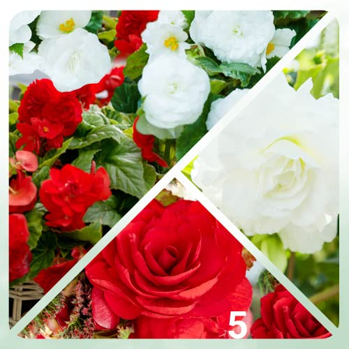 Collection de bulbes de bégonias rouges et blancs, 5 bulbes de bégonias doubles de Hollande, Véritables grandes plantes de bégonias, Plante vivace pour pots et balcons, pas résistante au froid.