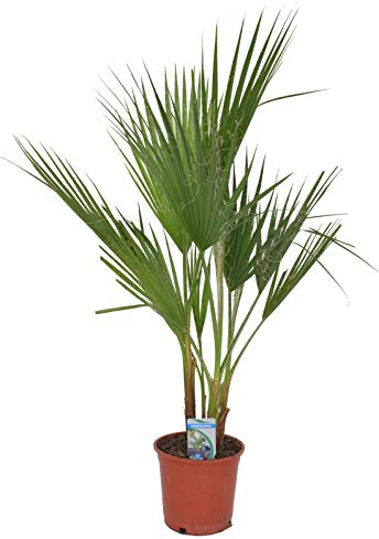Washingtonia robusta 2-3 Stämme 100-130 cm Petticoat-Palme Zimmerpflanze