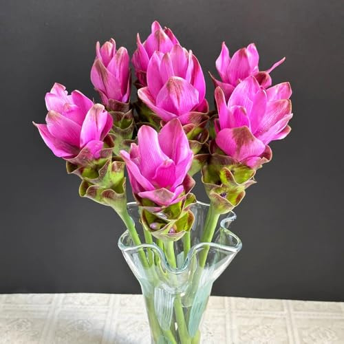 Semillas de plantas de cúrcuma (Curcuma alismatifolia) - de jardín, flores para plantar. Jardín interior, regalos para los amantes del jardín. Decoración de oficina, hermosas 200pcs