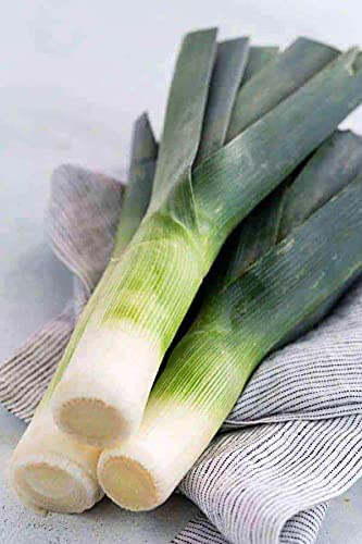 50 Semi di Porro - Allium AMPELOPRASUM:Seeds