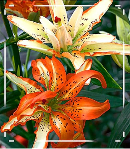 Lilienzwiebeln, Zarte Blumenzwiebeln,Lilium，Duftende Blumen,Lilium Martagon，Lilien Winterhart MehrjäHrig，Winterharte Stauden,Lilien Winterhart-4zwiebeln-E