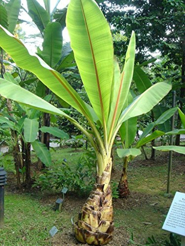 Hardy Neve Banana 5 Semi - Ensete glaucum