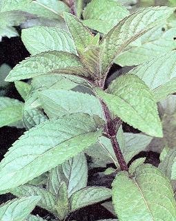 Mint Peppermint Mentha piperita 5,000 Seeds