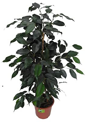 Árbol de Interior Natural - Ficus Danielle - Planta Viva - Ficus Benjamina de Color Verde