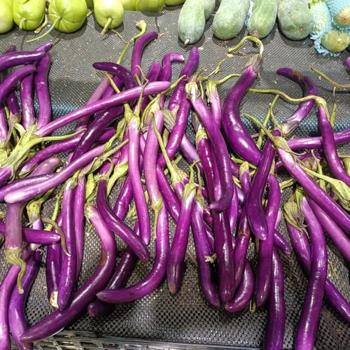 melanzana semi di per da appartamento balcone Solanum melongena Coltivazione di rampicanti semi da giardino resistenti sostenibili 1000semi