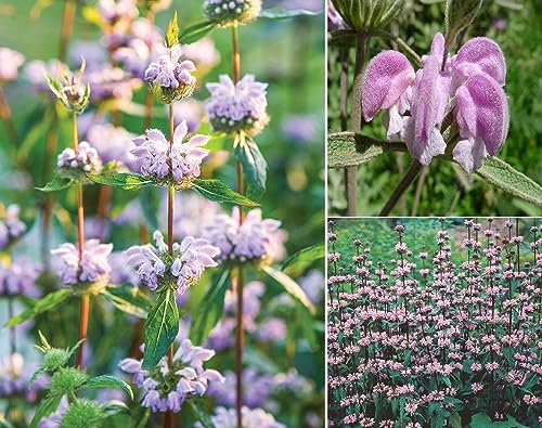 Jerusalem Sage Seeds | Phlomis Tuberosa | 15+ Seeds