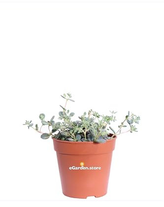 Pianta di Sedum Sieboldii Mediovariegatum pianta di Erba Teresina pianta da esterno pianta di Sedum Siboldii variegato ornamentale pianta ricadente pianta vera venduta da eGarden.store