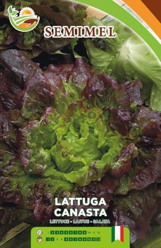 Lattuga Canasta - Semi di Lattuga a Cespo Voluminoso, Facile Coltivazione da Marzo a Maggio, Foglie Croccanti e Saporite 2 confezioni