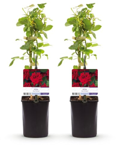 Rosal Trepador Red Climber, Rojo, 2 Plantas, Maceta 11cm, Altura 40cm