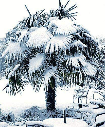 Frostharte Pflanzenrarität Trachycarpus latisectus Windamerpalme bis 100cm, Grün