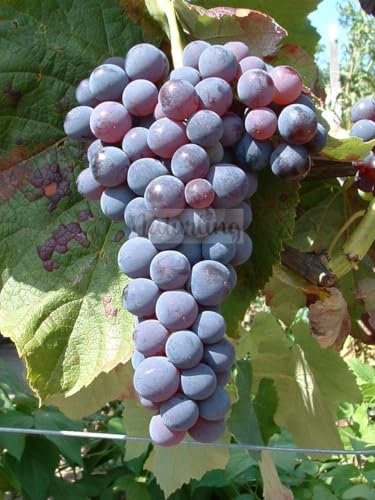 naturling Weintraube - kernlose blaue Tafeltraube Venus mit großen Trauben & feinem Aroma - einjährig veredelt