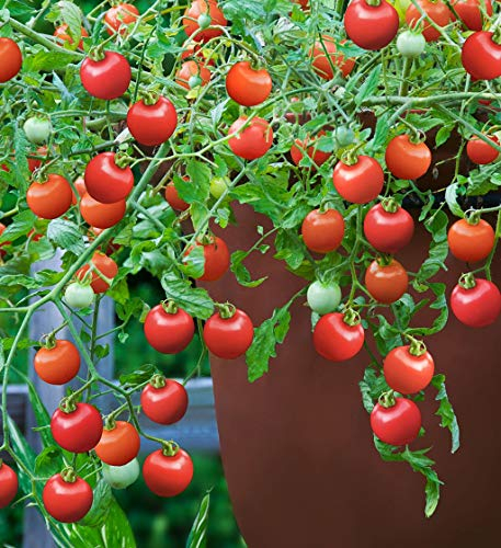 Viridis Hortus - 7 x Tomato Tumbling Tom Red Vegetable Seeds (Cherry)