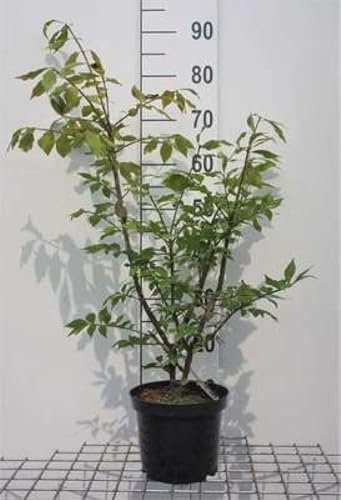 Euonymus alatus - Fusain Ailé, Bonnet D'Évêque 30-40 cm en pot