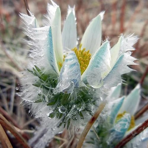 Semillas de flor de Pascua mariposas balcón decoraciones jardín para exteriores extraño semillas silvestres variedades antiguas para lugares soleados cobertura del 400pcs