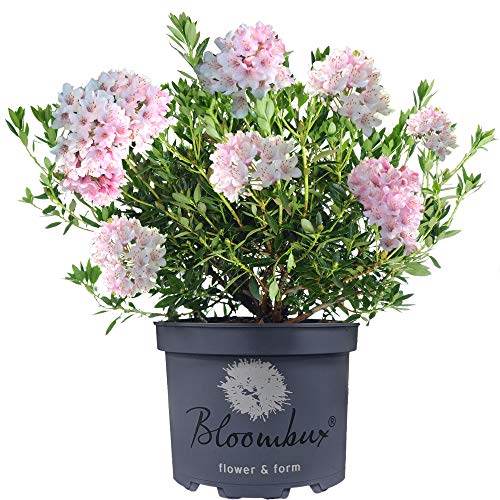 Rhododendron Bloombux, arbuste nain à fleurs roses, persistant et rustique pour jardin extérieur.