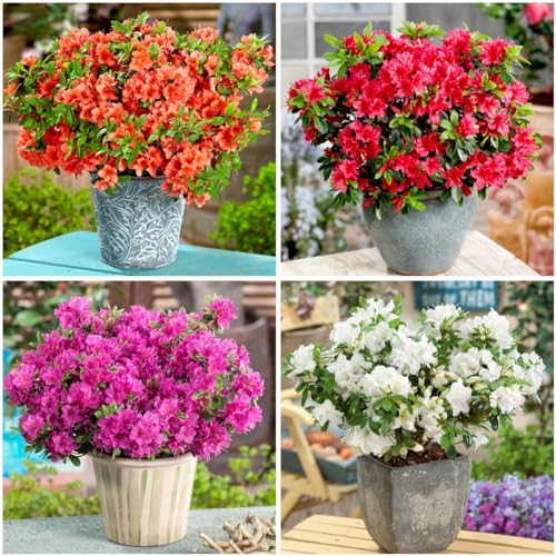 GrowOn Shrubs [x4] Dwarf Japanese Azalea Collection | 2 Litre Pots | Variety-Pack | Evergreen Shrubs | Spring Flowering | Red, Orange, Pink, White Flowers