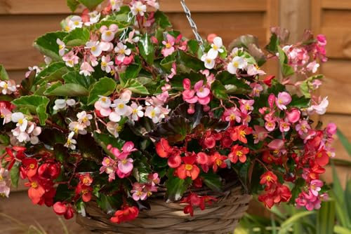 Flower - Begonia - Hula Mix - 10 Pelleted Seeds