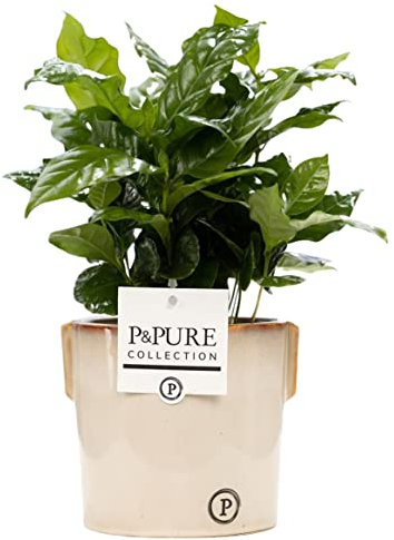 Coffee Arabica Houseplant With Pot, Indoor Plant for Office, Home, Bedroom, Kitchen & Living Room, Improves Air Quality, Real Plant by Luxe Leaf Plants