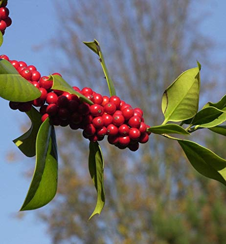 Fruchtende Stechpalme Ilex 40-60cm - ilex aquifolium