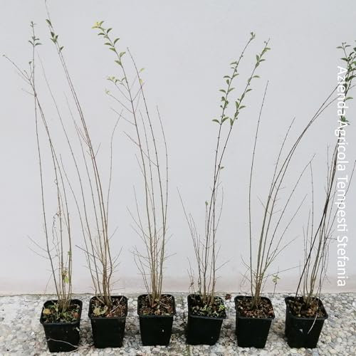 Ligustro sinense, 16 piante alte 40/60 cm, vaso Ø9