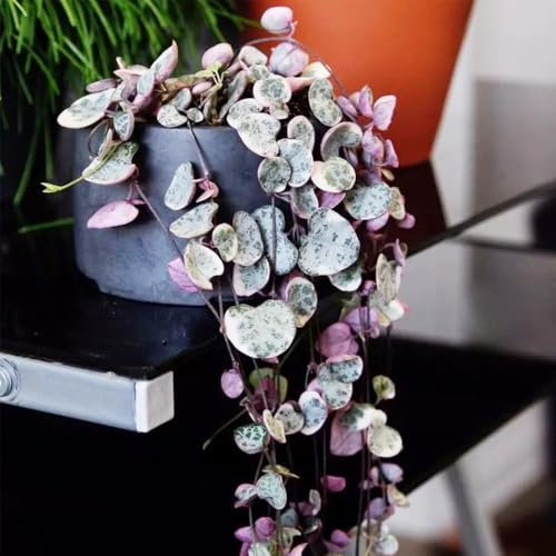 30 pcs leuchterblume samen - zimmerpflanzen samen, exotische pflanzen samen hochbeet balkon saatgut pflanzendeko gartenpflanzen winterhart, indoor kräutergarten, topfpflanzen draußen