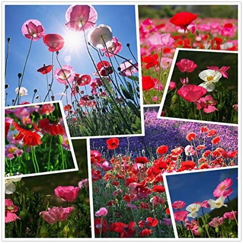Graine de fleur de pavot (50g = 400000 +) Graine de fleur d'extérieur facile à vivre, maïs, pavot, printemps et automne, jardin rustique, jardin, balcon, plan en pot (10g)