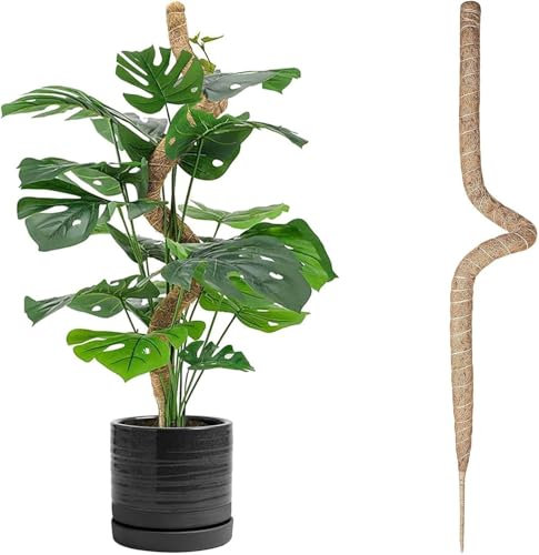 TsLolly 120 cm Coir Mosstab für Monstera Rankhilfe