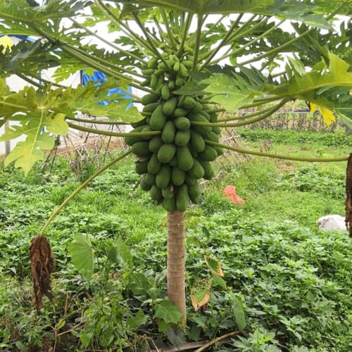 Semillas de plátano indio,balcón,resistentes en maceta columnares,Maceta bonsái,árbol para jardín jardín,coloridas 30pcs