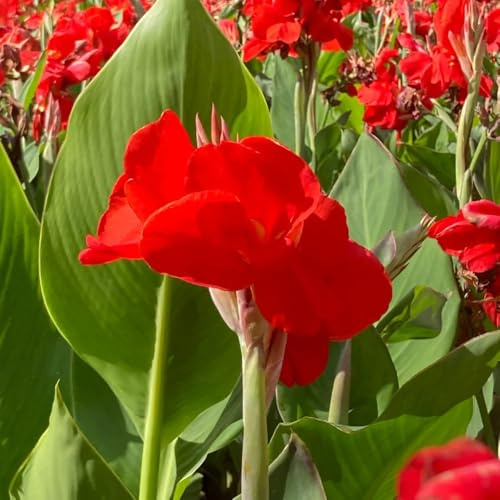 4bulbos de canna indica verano de silvestres, silvestres del balcón Comprar tubérculos de canna en perenne, balcón resistentes