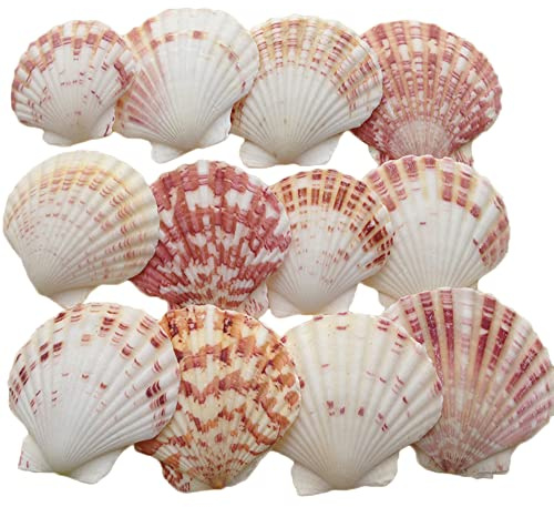 Zasvec Conchas 30 Piezas Conchas de Mar Decoracion Naturales Conchas Marinas Conchas de Playa 3-5 cm Concha de Vieiras Conchas Naturales para Manualidades DIY Decoraciones