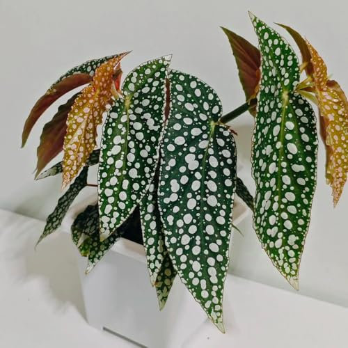 Forellenbegonie Pflanze Samen, winterharte balkonpflanzen Begonia maculata, winterfeste pflanzen für balkon pflanzen garten indoor plants for living room bonsai samen exotische samen 30pcs