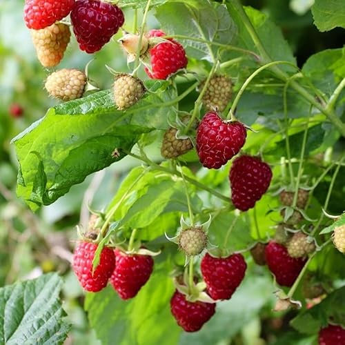 Plant Theory Cane Raspberry Malling Jewel Summer Fruiting Fruit Bush Rubus 5 x Bare Root