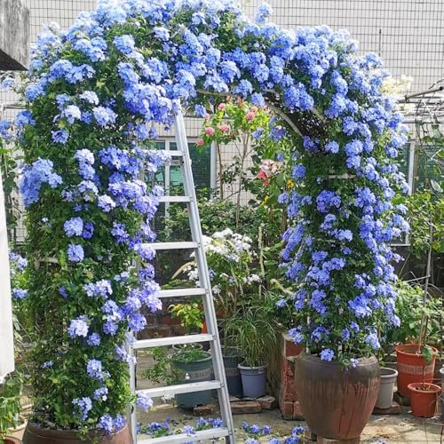 50 pcs Bleiwurz samen- kletterpflanzen winterhart mehrjährig、SchöNe Topfpflanze Plumbago auriculata、 wildblumensamen、Dekorative Pflanzen、bienenfreundlich kletterpflanzen winterhart、blumensamen
