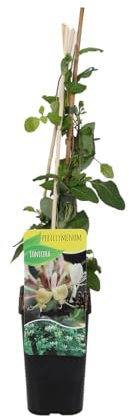 Bloomique - Lonicera periclymenum - Madreselva silvestre - Amarillo - Trepadora - Planta de jardín - Resistente al frío - 50-70 cm - Maceta 15 cm