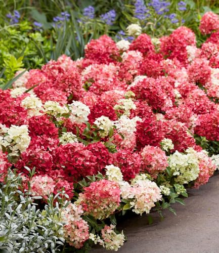 BALDUR Garten 1x Niedrige Hortensie 'Groundbreaker® Ruby®' Pflanze
