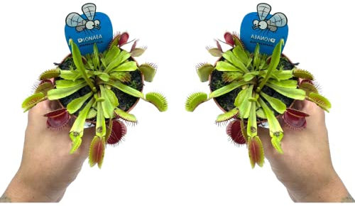 DECOALIVE Plantas Carnívoras Venus Atrapamoscas Set 2 Unidades Plantas Dionaea Muscipula