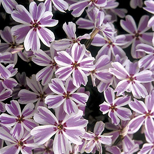 6 x Teppich Flammenblume 'Candy Stripes' - Phlox Subulata 'Candy Stripes' Topf 9x9cm: Gestreifte Blütenpracht für sonnige Beete