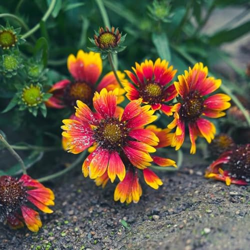 Semillas de escarapela, Gaillardia, organicas Gaillardia pulchella, semillas de pradera de perennes 300pcs