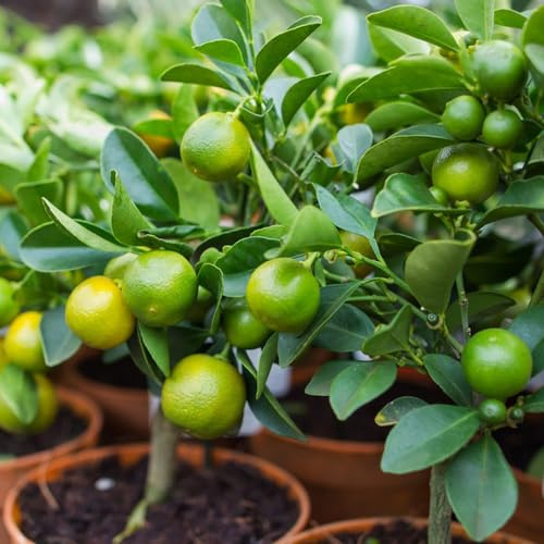 semi di limone, vecchie varietà esotico da frutto da frutto colonnari raro comprare frutteto balcone nani, resistenti colonnare serre balcone 30pcs
