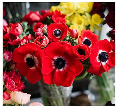 20x Anemone De Caen Coronaria Hollandia Red Summer Flowering Bulbs Spring Planting Garden Perennial Flower Corms Size 4/5
