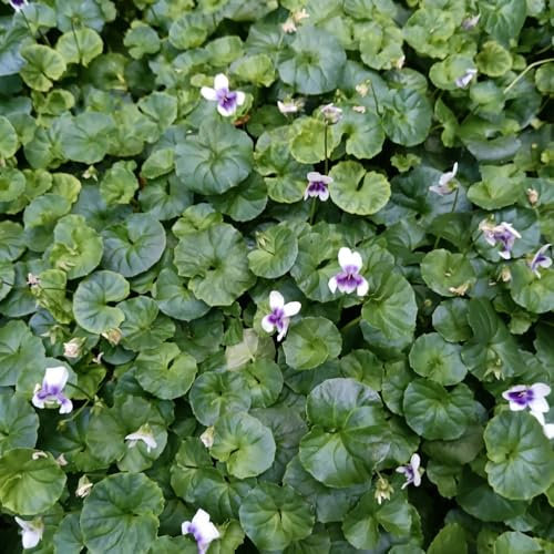 25 pcs duftveilchen samen winterhart - sommerblumen samen wildblumensamen gartendeko für draußen dekopflanzen gewächshaus balkon exotische pflanzen winterhart gartenpflanzen winterhart