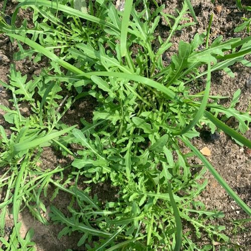 Semillas de rúcula, perenne resistente de variedades antiguas de rúcula de tradicionales de jardín 400pcs