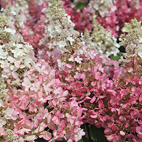 Thompson & Morgan Hardy Perennial Hydrangea Paniculata ‘Pinky Winky’ Plants, Deciduous Flowering Shrub, Potted Garden Plants Ideal for Cottage Gardens, Patio and Containers (1 x 3.6 Litre Pot)