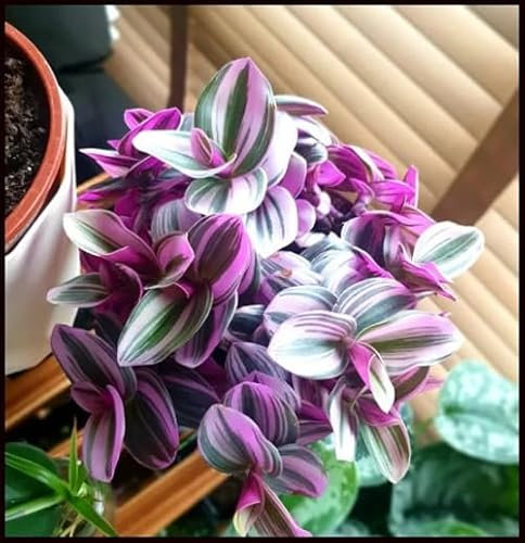 50 graines fraîches de Tradescantia