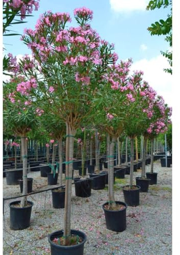 Oleandro ad alberello Nerium oleander pianta in mastello ø45 circonf. 15/25 cm COLORI CASUALI
