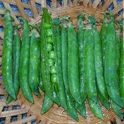 100 semi di pisello Jardin Semi Freccia Verde